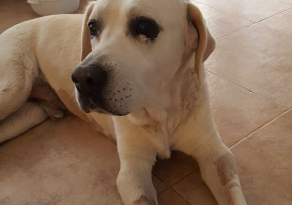 המקרה המשמח של אפולו