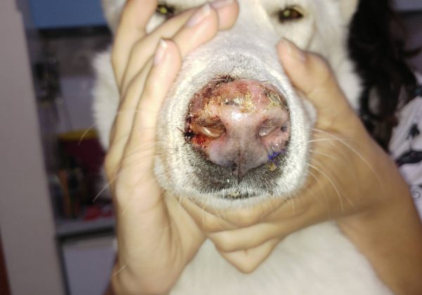 קרינת השמש- סכנה גם לחיות המחמד