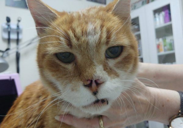 למה היה צריך להוריד לחתול את האף?