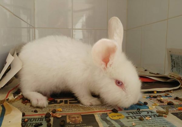 גורלה של ארנבת משוטטת אחת מלוד