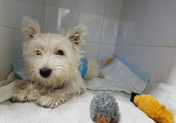 איך משחק תמים עם כלב הסתיים בשיתוק של לואי