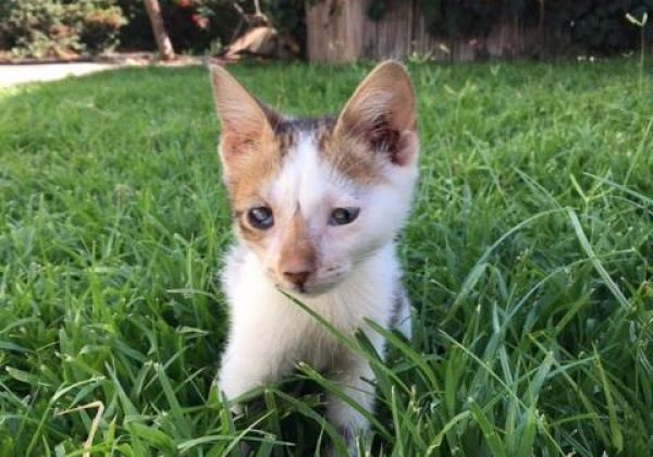 זהו סיפור הסינדרלה של שייקי