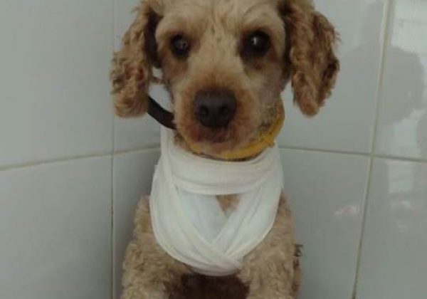 טייני ניצל מנשיכה שניקבה את ריאותיו!