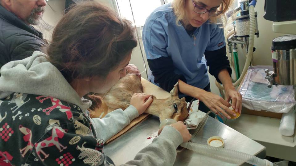 התגייסות האנשים הטובים באמצע הדרך וצביה אחת מתוקה