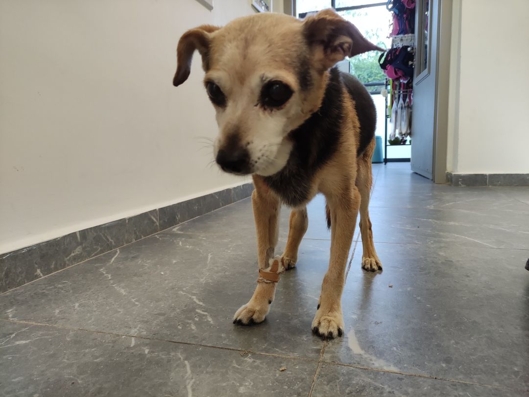 זינה הלוחמת הקטנה