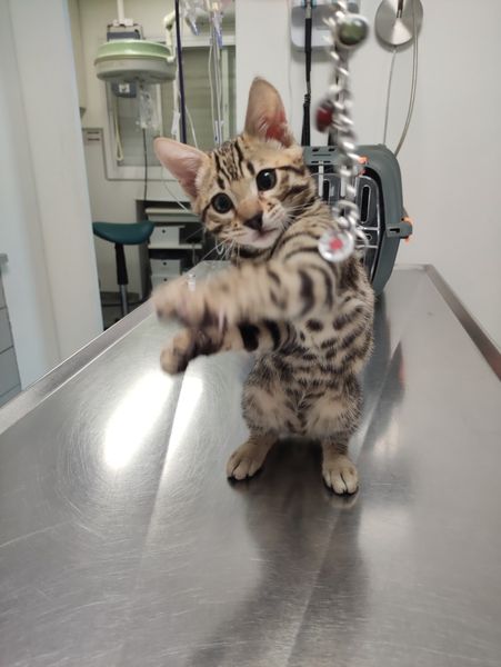 סיכון מקצועי