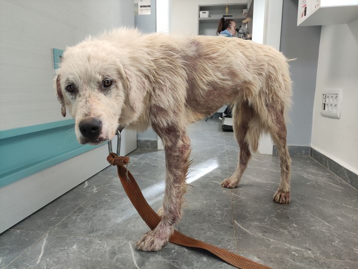 אנה חופשייה